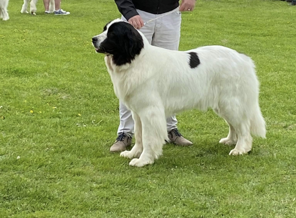 Landseer Frou-Frou photo