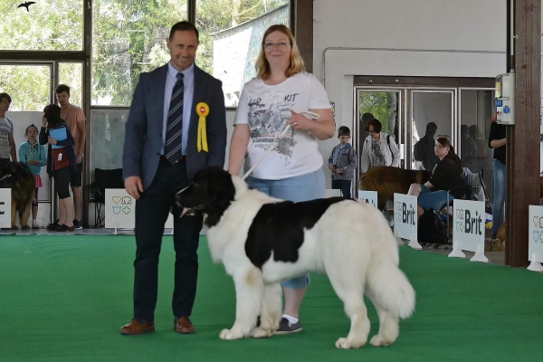 International dog show Ceske Budejovice