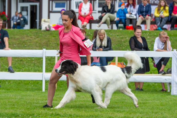 International dog show Mlada Boleslav