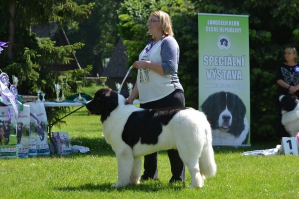 Landseer Club CZ champion