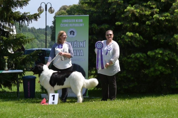 Landseer Club CZ champion foto 2