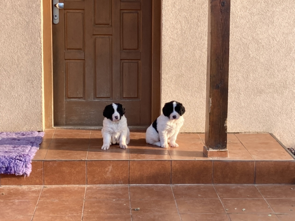 Sitting in front of a house